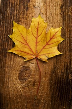 Single autumn leaf over old knaggy board.