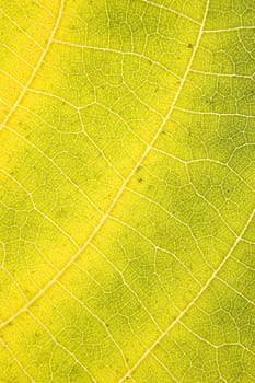 Macro shot of colorful autumn leaf