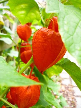 some orange physalis between green leaves !