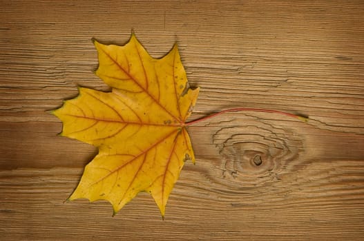 Single autumn leaf over old knaggy board.