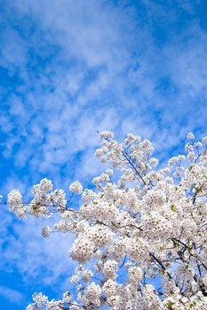 spring flowering on a blue cloudy sky