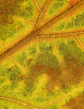 Macro shot of colorful autumn leaf