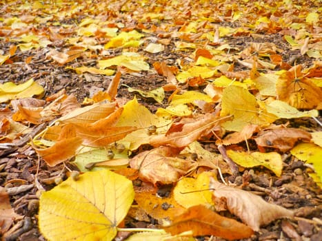 different autumn fall leaves on the ground.