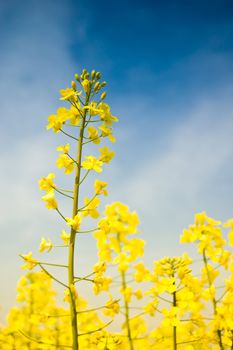 Rapeseed field at spring under blue sky and clouds