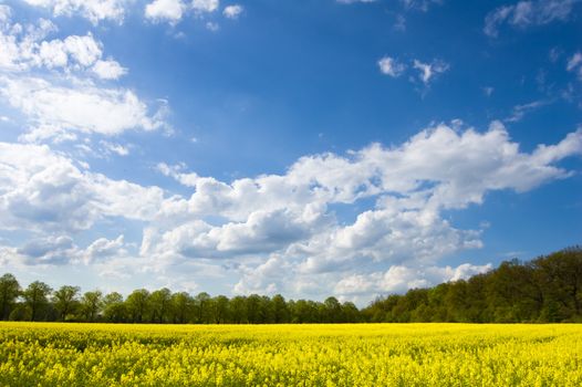 rape landscape - yellow field, blue sky