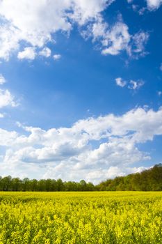 rape landscape - yellow field, blue sky