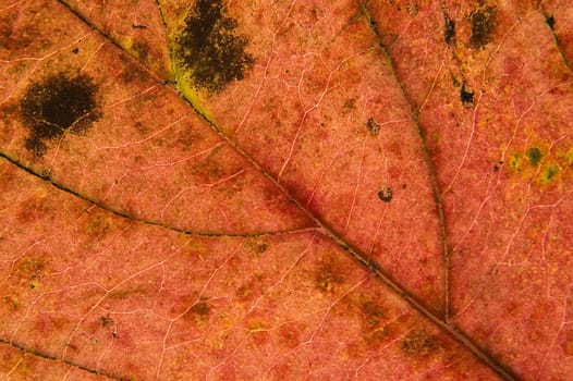 Macro shot of colorful autumn leaf