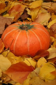 Ripe pumpkin surrounded with colorful autumn leaves