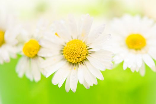 close-up  view of some daisies before green background