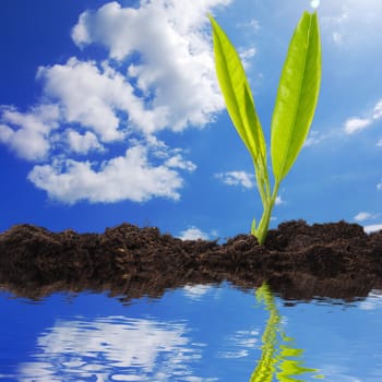 growth concept with small plant and water reflection