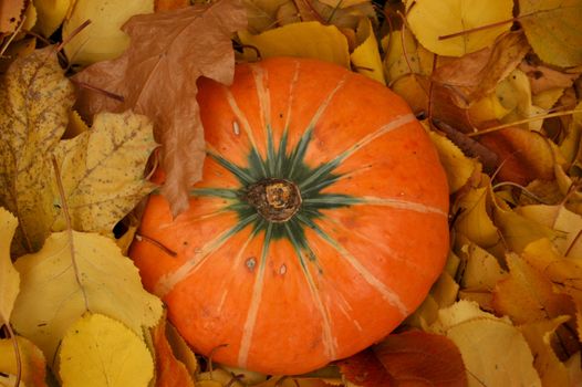 Ripe pumpkin surrounded with colorful autumn leaves