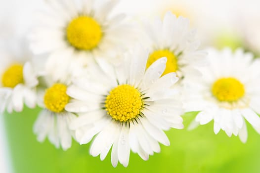 close-up  view of some daisies before green background