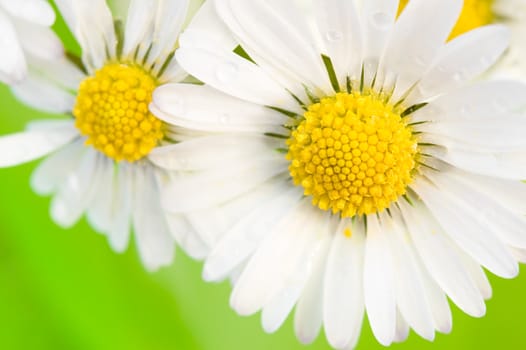 close-up  view of some daisies before green background