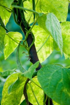 Ripe of green beans growing on vines.