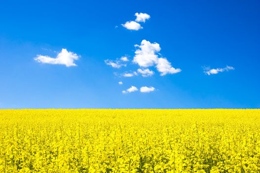 Rapeseed field at spring under blue sky and clouds