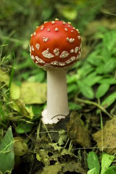 Red toxic toadstool in green forest