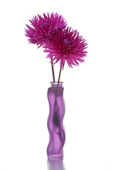 Two purple dalia flower in purple vase on White Background on top of reflective silver surface.