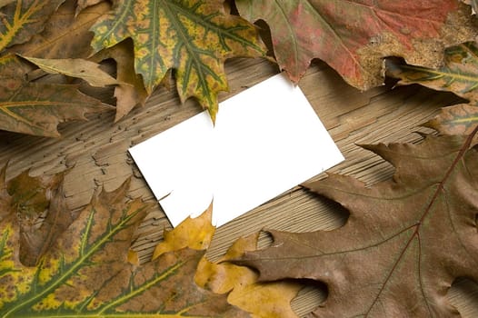 Blank message card with autumn colorful leaf over board