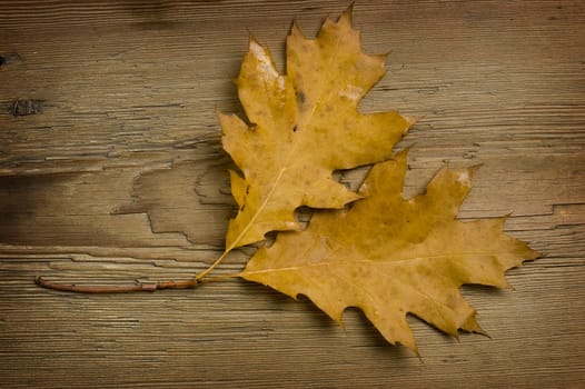 two autumn leaves over old knaggy board.