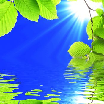 green leaf and water reflection on summer day