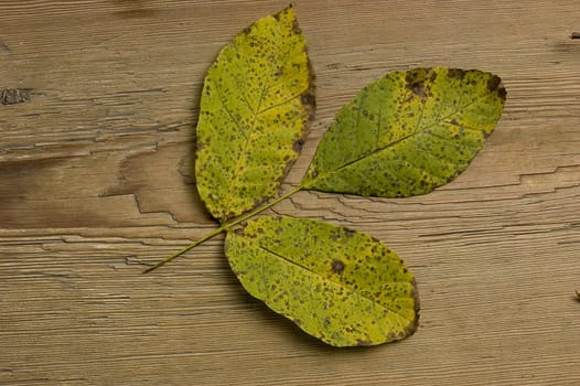 Single autumn leaf over old knaggy board. 