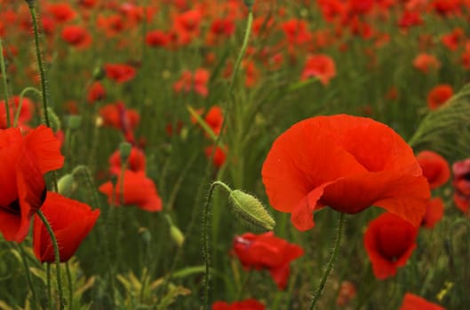 Many red poopy flowers on field