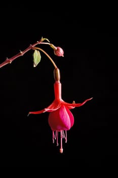 red flower over black background