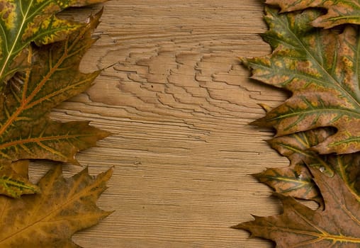 Autumn frame made of fallen leaves and a board