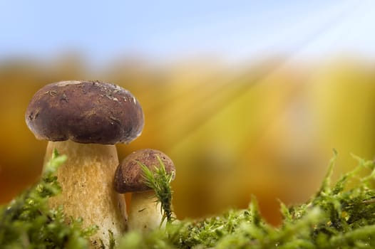 Two little mushrooms in moss over autumn landscape.