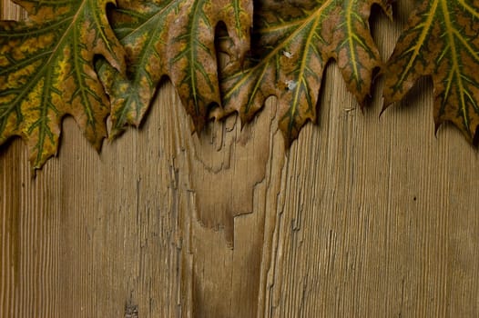 Autumn frame made of fallen leaves and a board