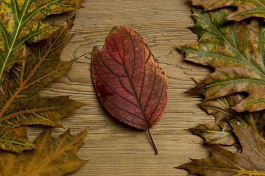Single autumn leaf over old knaggy board. 
