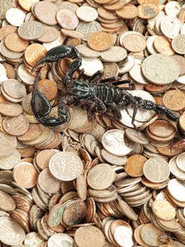Real black scorpion  on a pile of Malaysia coins