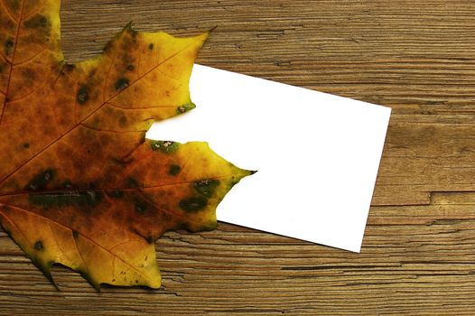 Blank message card with autumn colorful leaf over board