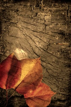 Grunge autumn background