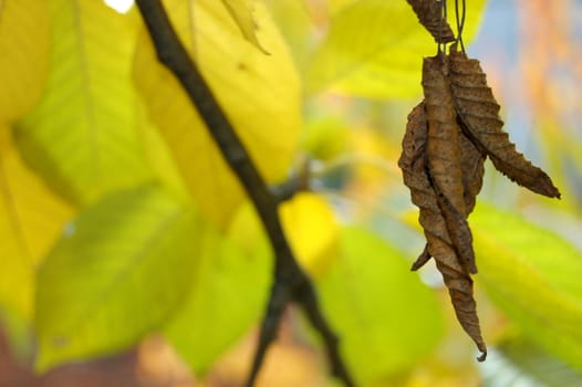 Polish golden autumn