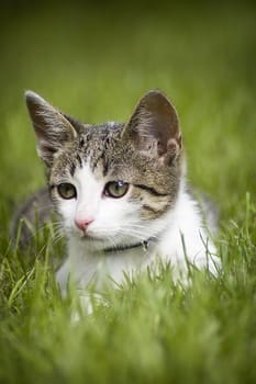 Cute little cat in laying in the grass