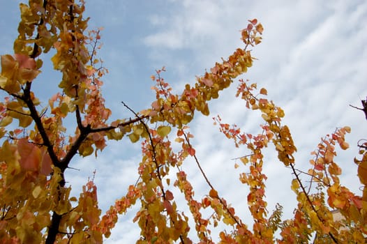 Beautiful autumn leaves against blue sky