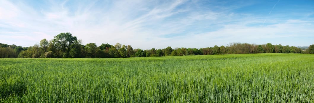 Panorama of a fresh green barley field in the French countryside