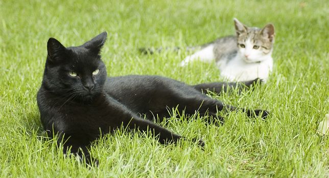 Black and white - two cats