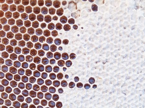 Close up of a empty honeycomb behind a glass sheet
