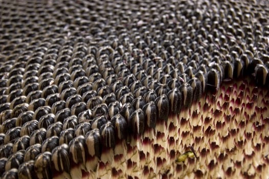 Sunflower with seeds close up photo