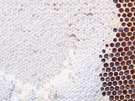 Close up of a empty honeycomb behind a glass sheet