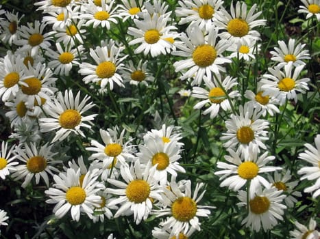 Background of various white chamomiles on the flowerbed