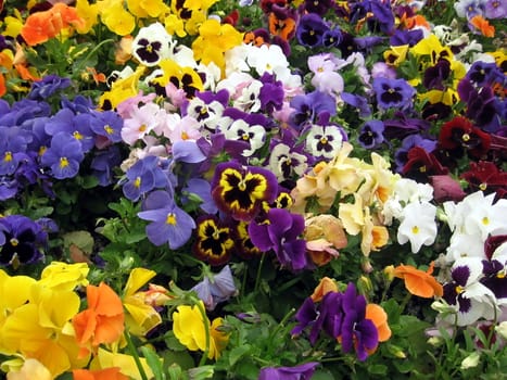 Background of the various colored pansies flowers