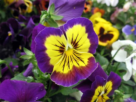 Background of the various colored pansies flowers