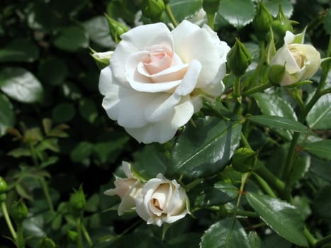White rose flower on a background of green leaves