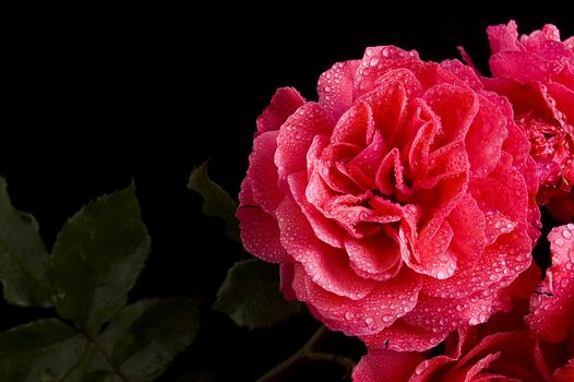 red rose with water drops over black background