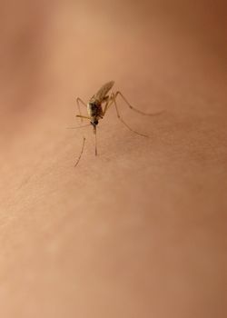 Close up photo of mosquito sucking blood