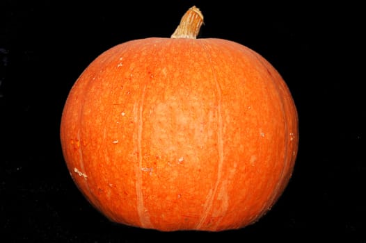 Pumpkin - autumn and halloween symbol