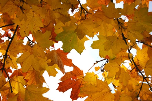 Beautiful autumn leaves against blue sky